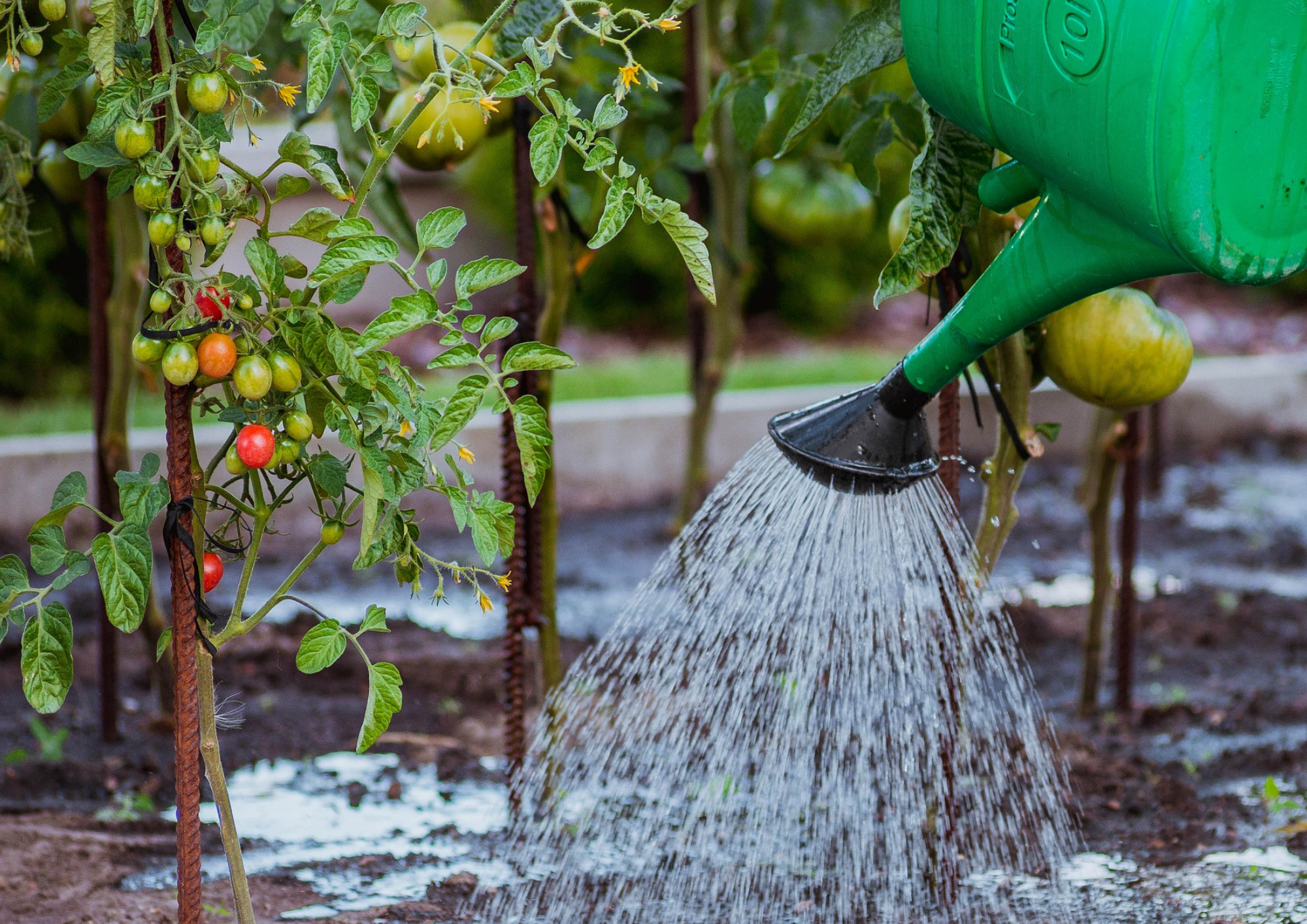 Wznowienie dostawy wody do ogródków działkowych