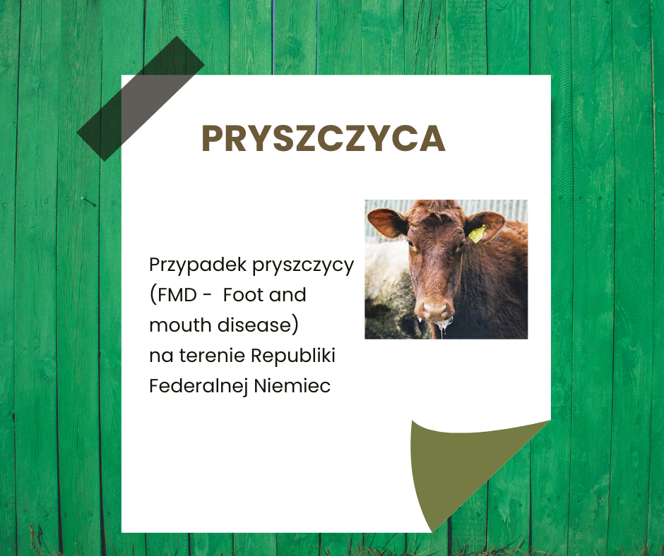 Pryszczyca