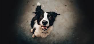 Zwierzę to nie prezent – nie dawaj obowiązku pod choinkę!