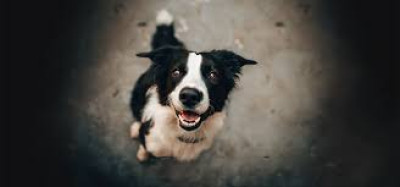 Zwierzę to nie prezent – nie dawaj obowiązku pod choinkę!