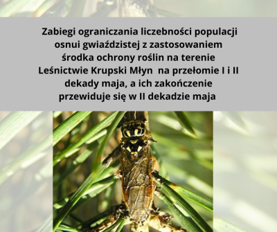 Ograniczanie liczebności populacji osnui gwiaździstej z zastosowaniem środka ochrony roślin