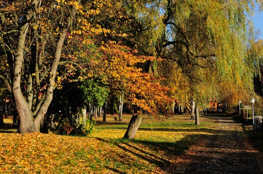 Widok na park, jesienna sceneria, zżółknięte drzewa i ścieżkę.