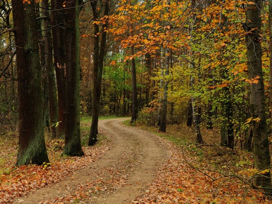 Na pierwszym planie leśna ścieżka. Po prawej i po lewej stronie drzewa w jesiennej scenerii.