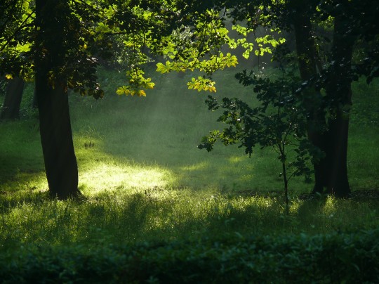 Na pierwszym planie zielona trawa i promienie słoneczne, po prawej i po lewej stronie pojedyncze drzewa.