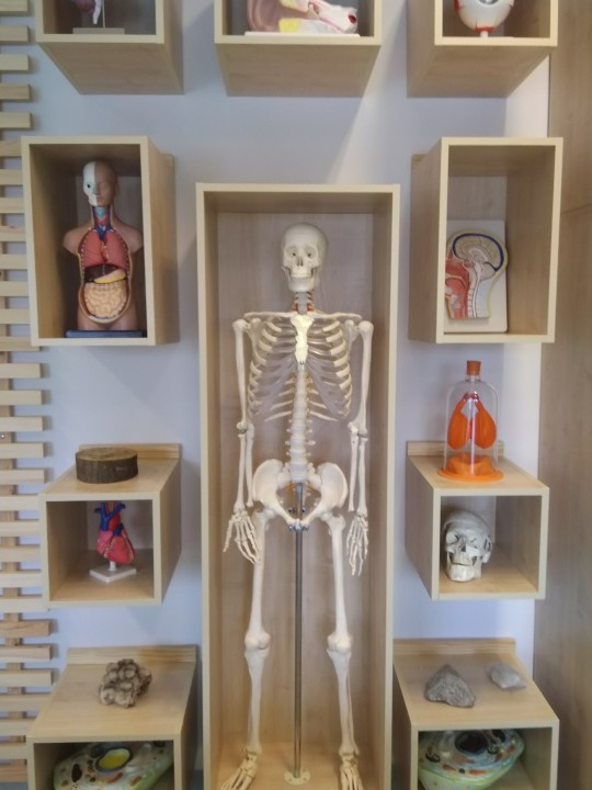 Szafki wiszące, otwarte, z pomocami naukowymi, z anatomii człowieka. Stojący szkielet człowieka w centralnej części.