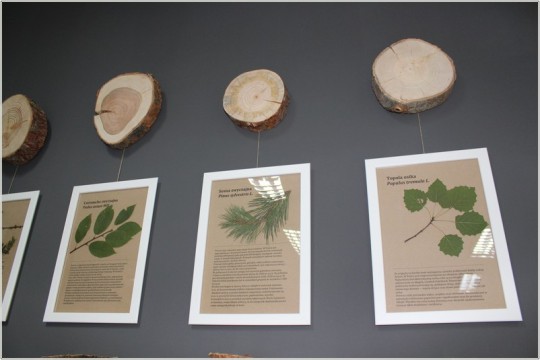 Dekoracja edukacyjna na czarnej ścianie, plastry z pni drzew i ilustracje w białych ramkach przedstawiające te drzewa.