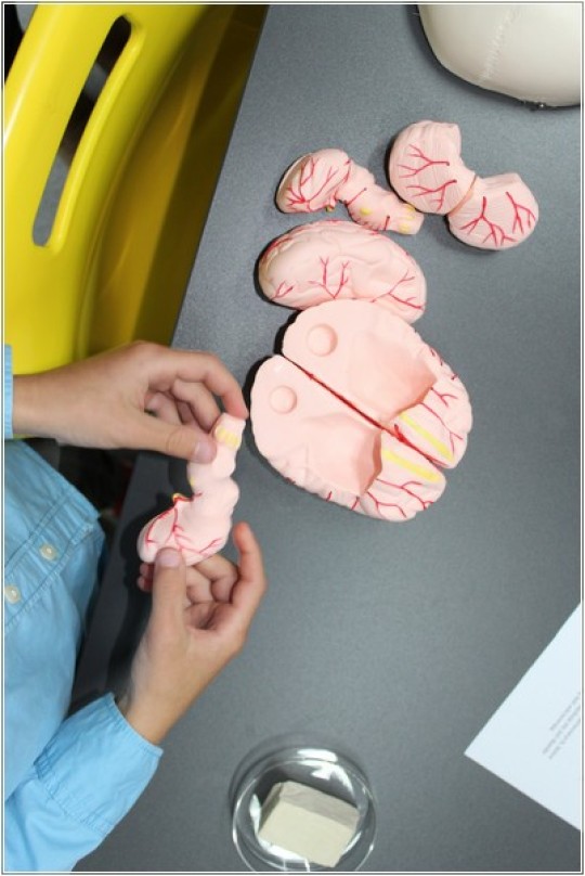 Widok z góry na model mózgu człowieka, rozłożonego na mniejsze części. Dłonie dziecka, trzymające jedną część.
