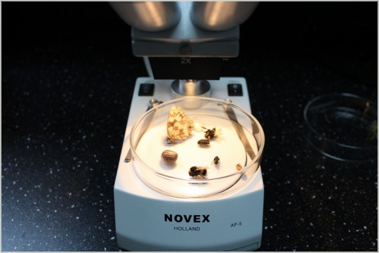 Mikroskop, pod którym szalka Petriego z owadami w środku.