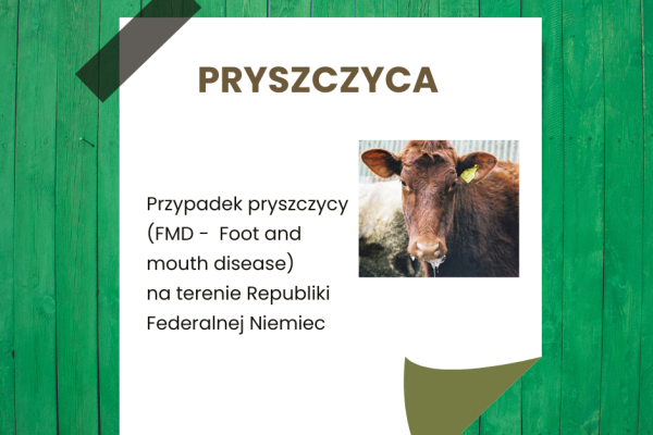 Pryszczyca