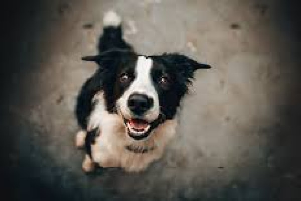 Zwierzę to nie prezent – nie dawaj obowiązku pod choinkę!