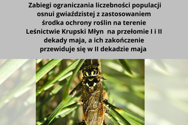 Ograniczanie liczebności populacji osnui gwiaździstej z zastosowaniem środka ochrony roślin